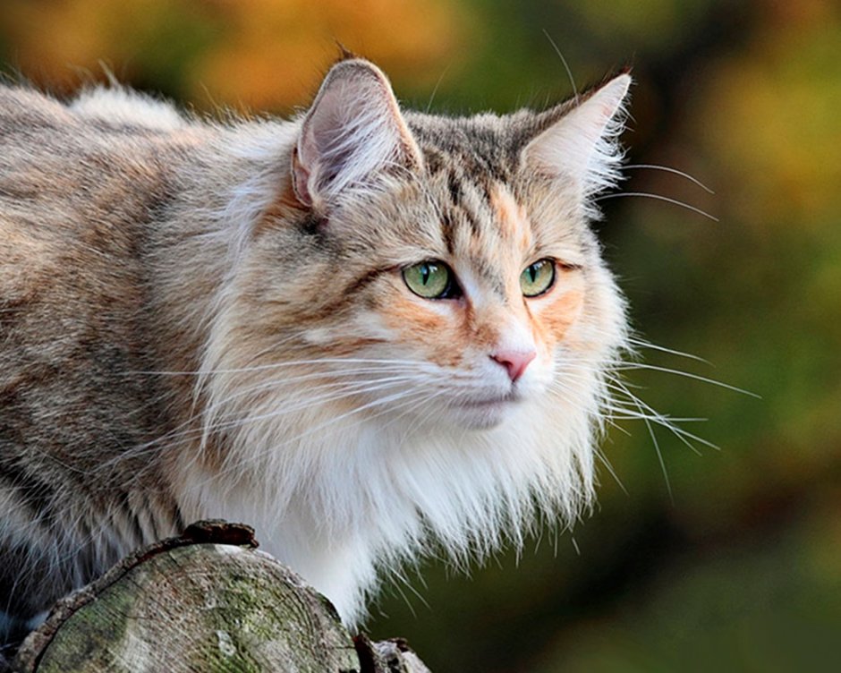 Сибирский дикий Лесной кот