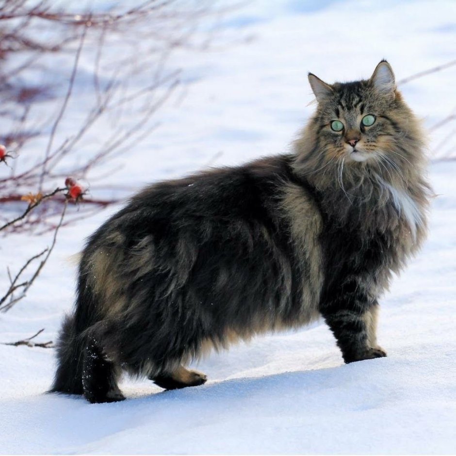 Сибирский дикий кот Манул