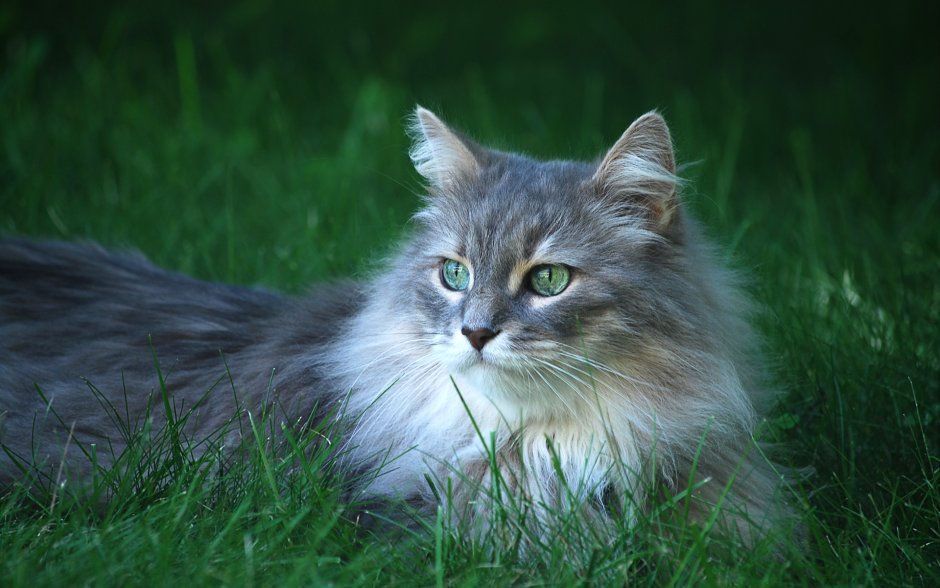 Лесная кошка Невская