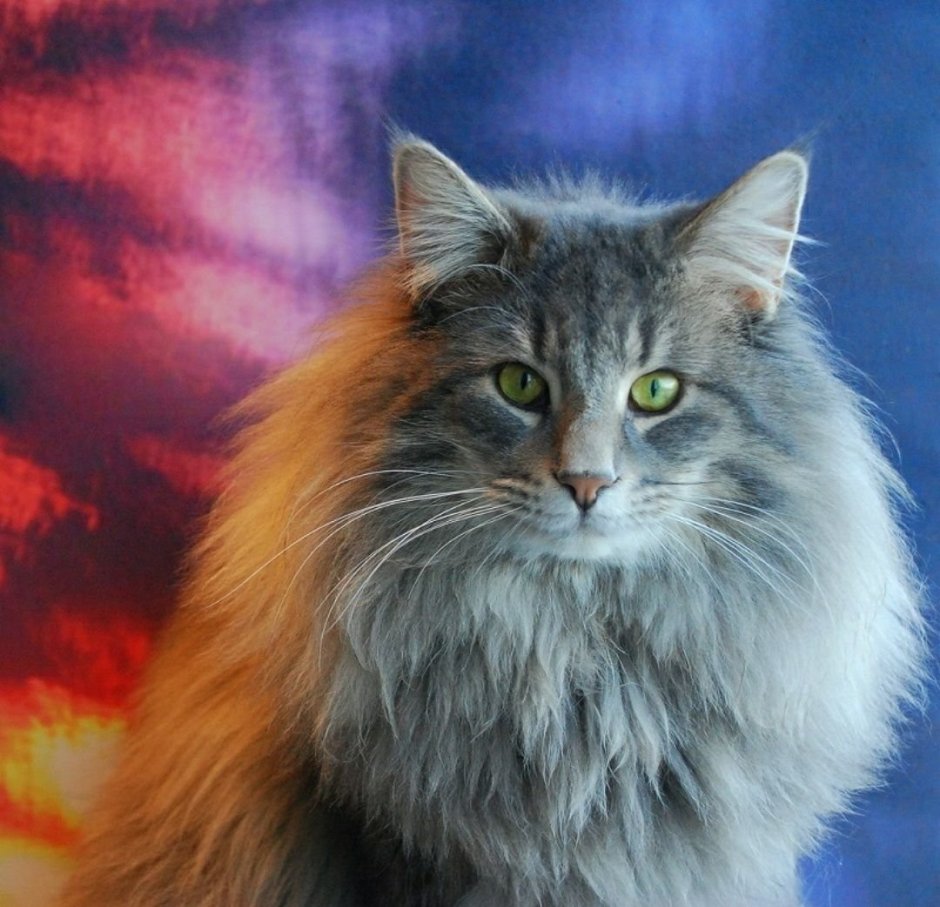 Норвежская Лесная кошка короткошерстная
