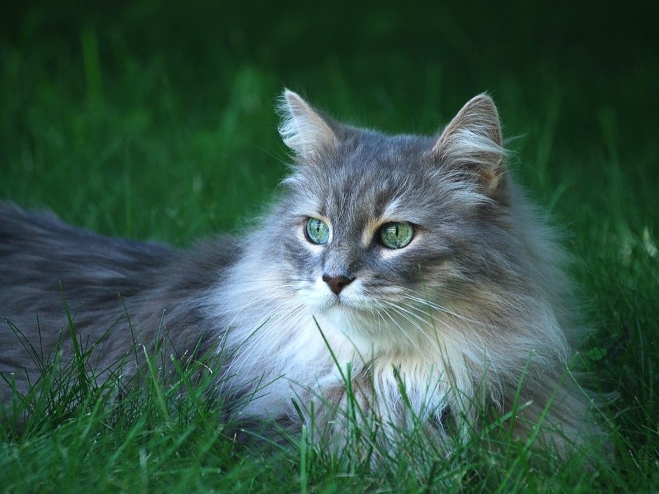 Норвежская длинношерстная Лесная кошка