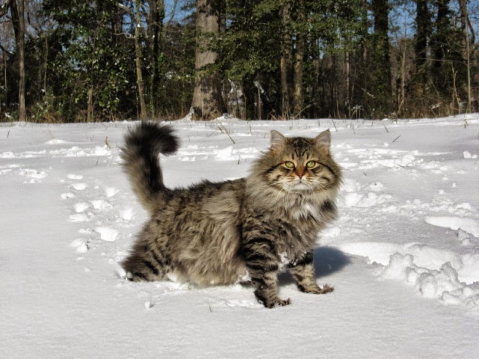 Сибирский кот Уссури
