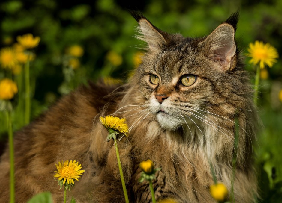Финская Лесная кошка