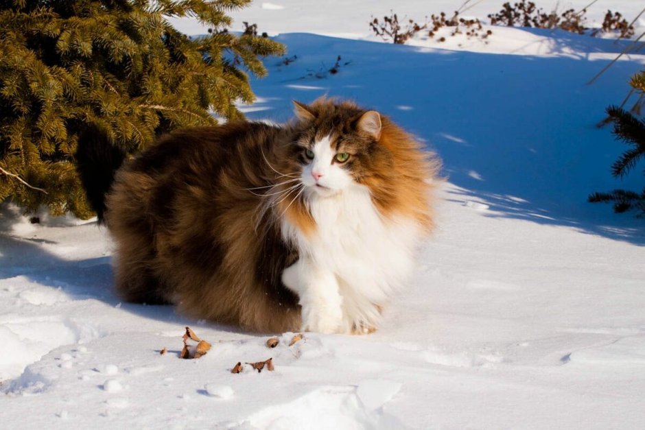 Норвежская Лесная кошка лапы