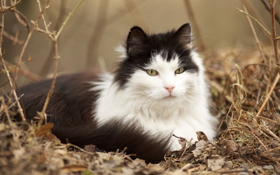 Сибирская кошка лапы