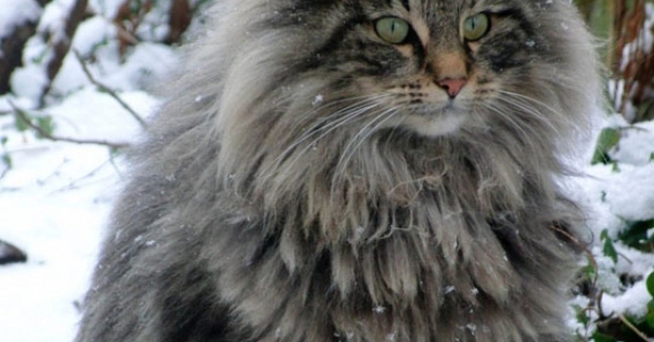 Сибирский дикий кот Манул