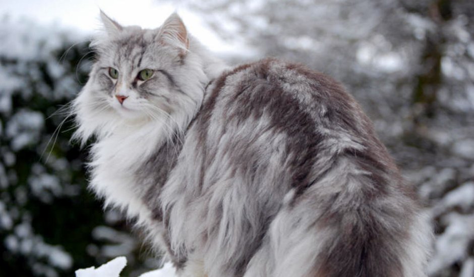 Норвежская Лесная кошка белая