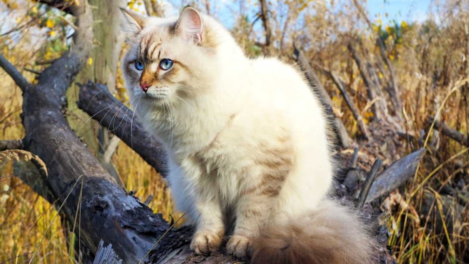 Норвежская Лесная кошка Калико