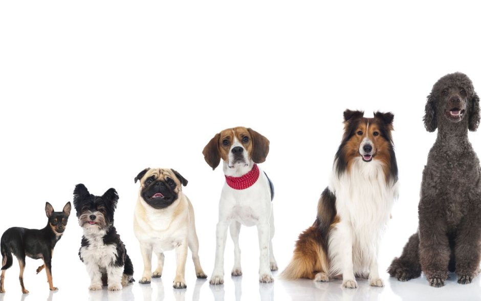 Собаки от маленькой до большой
