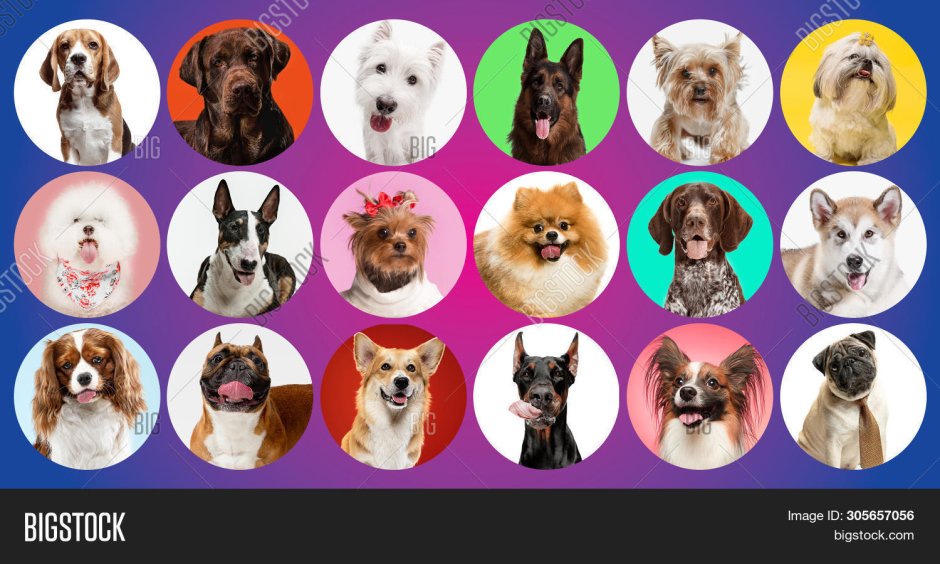 Много собак разных пород