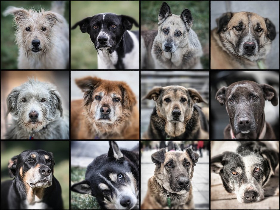Собаки коллаж