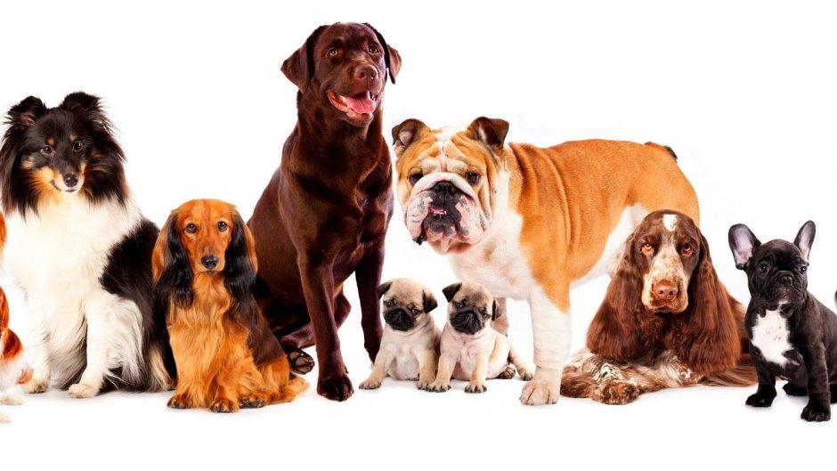 Породы собак коллаж