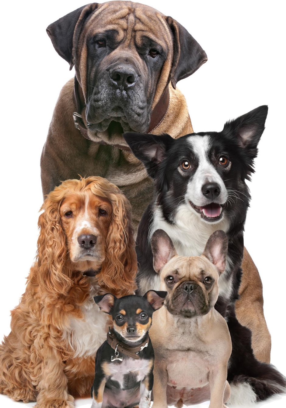 Много собак на белом фоне