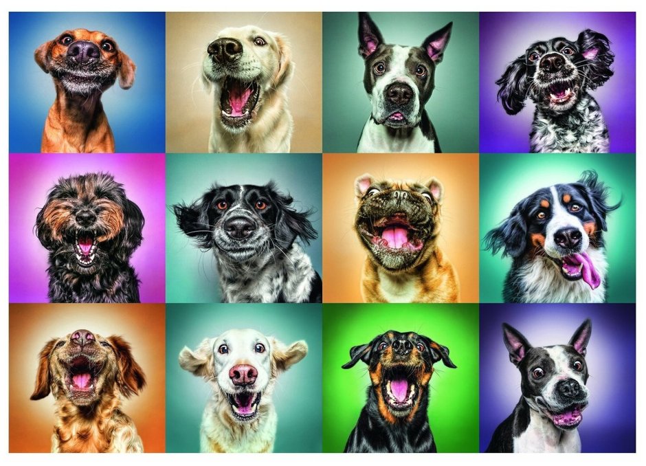 Коллаж собаки разных пород