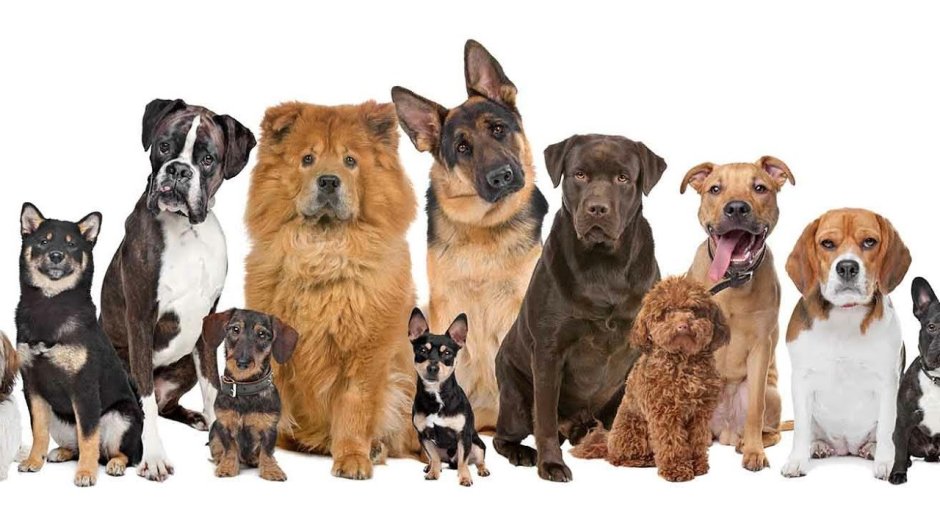 Популярные породы собак 2020