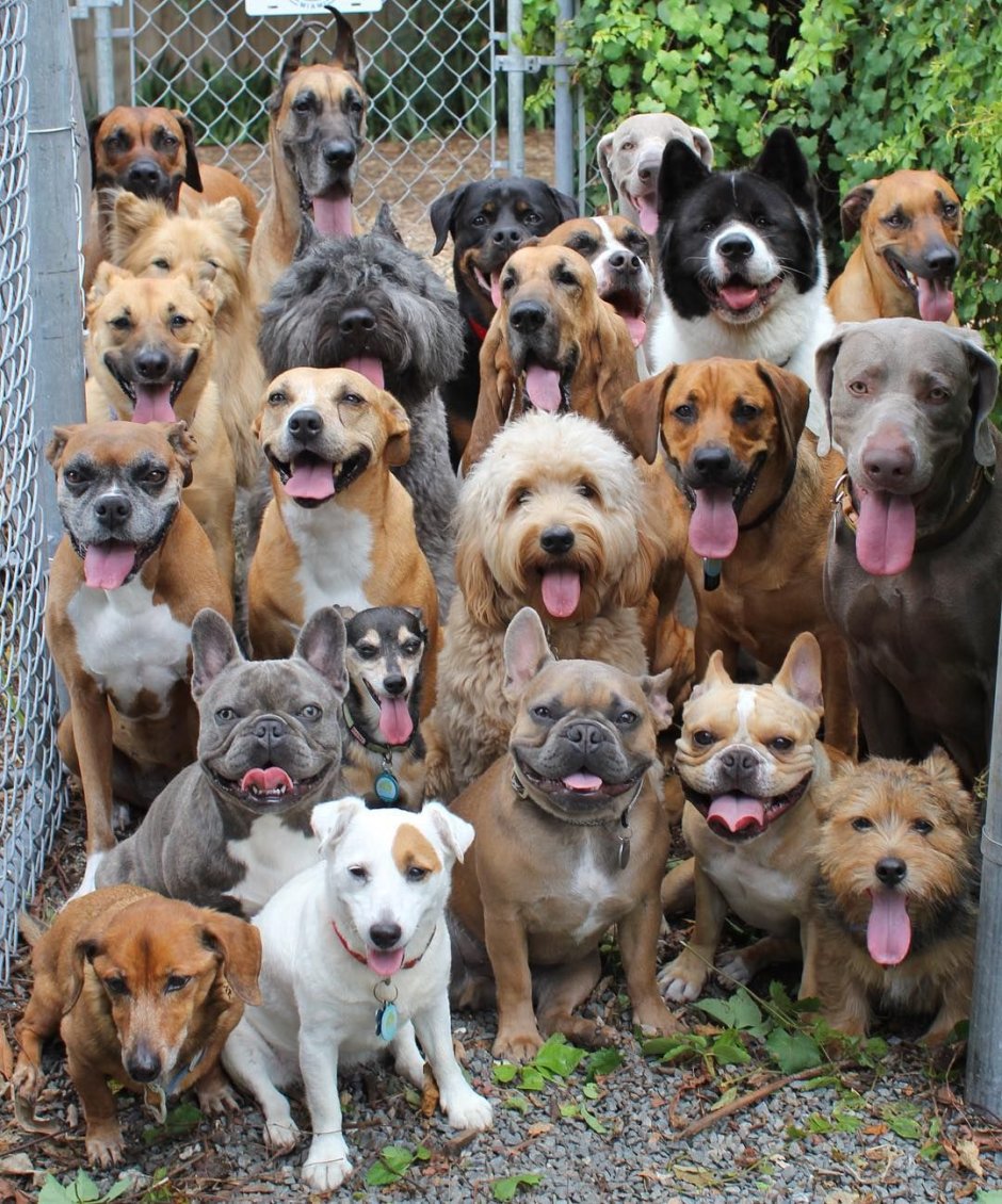 Много собак разных пород