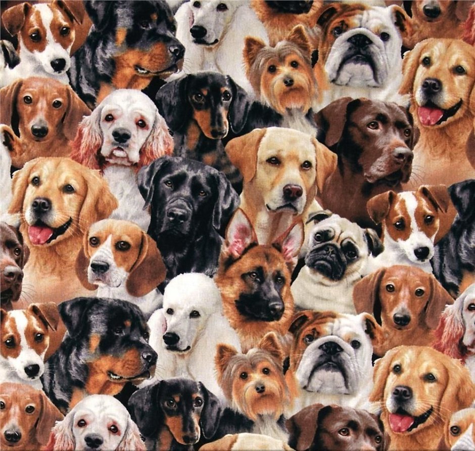 Собаки коллаж
