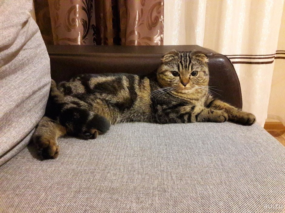 Шотландские вислоухие котята табби