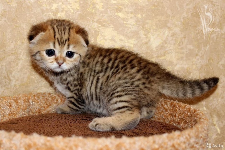 Шотландские котята полосатые
