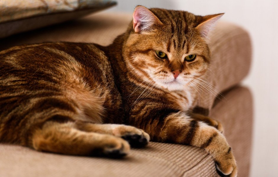 Шотландский вислоухий кот рыжий