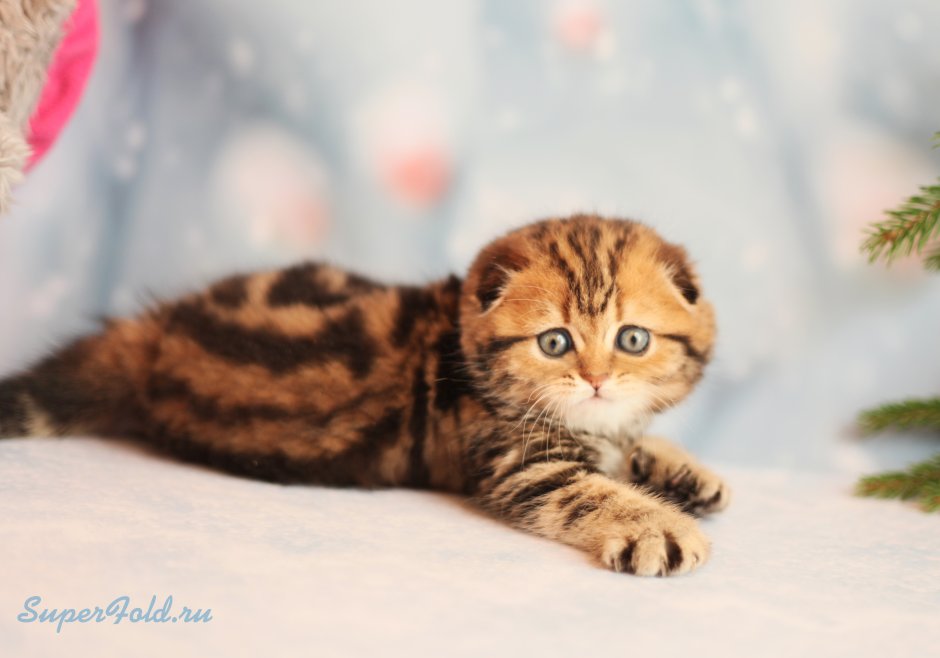 Вислоухий кот сидит