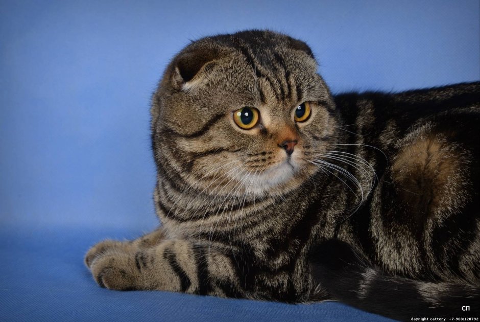Шотландский вислоухий котенок серо белый