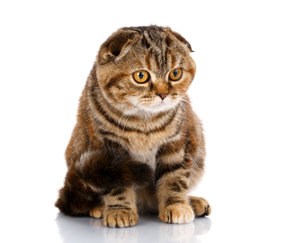 Шотландская вислоухая кошка коричневая