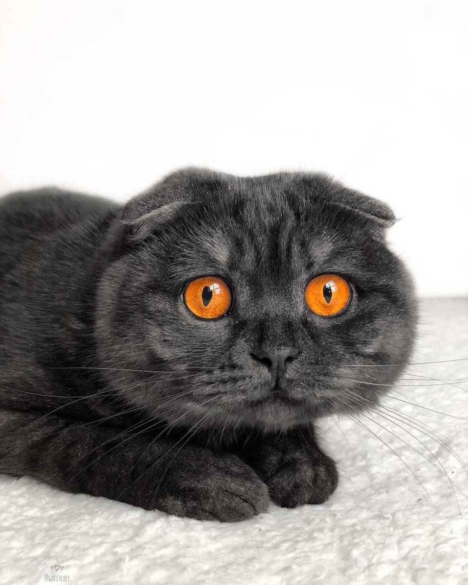 Вислоухие коты арт