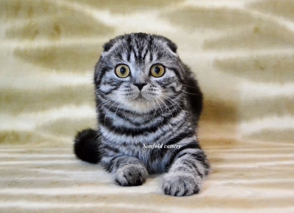 Шотландская вислоухая кошка полосатая пепельная