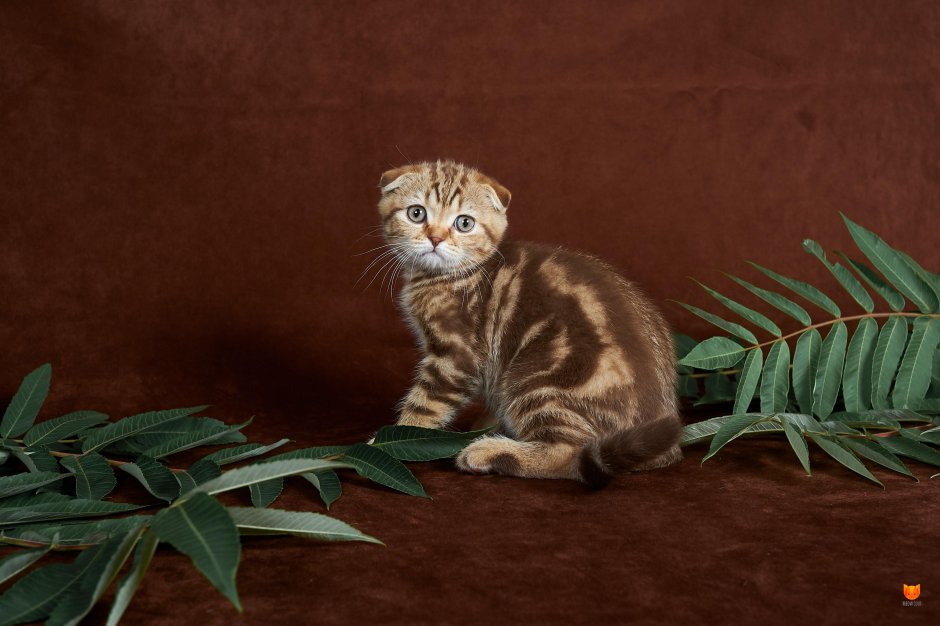 Шотландская вислоухая кошка рисунок