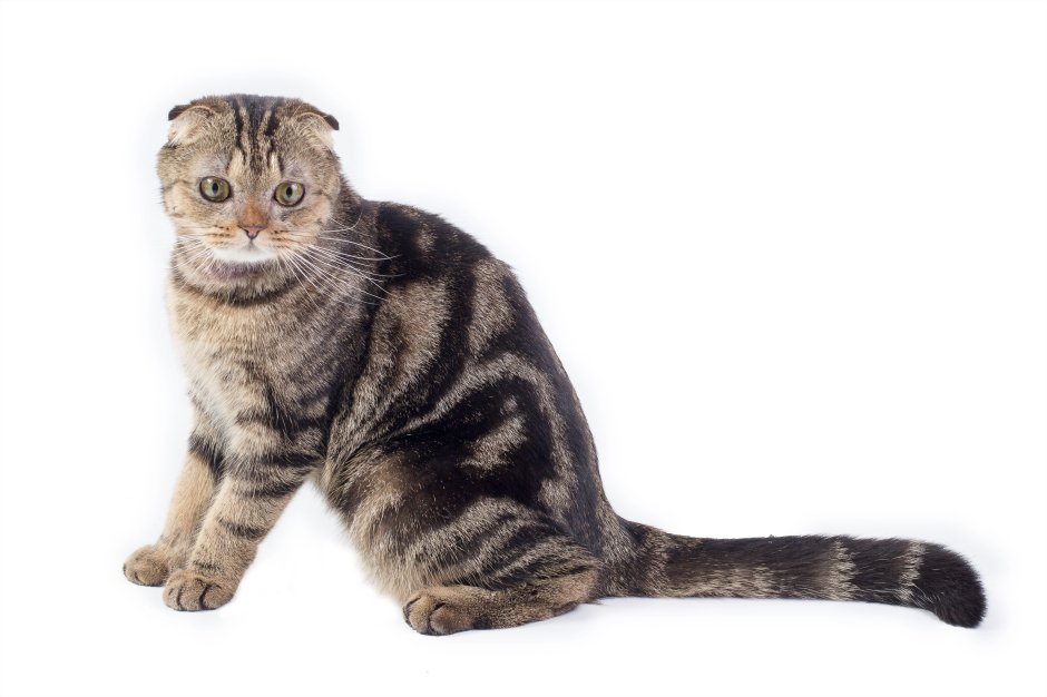 Шотландские кошки страйп