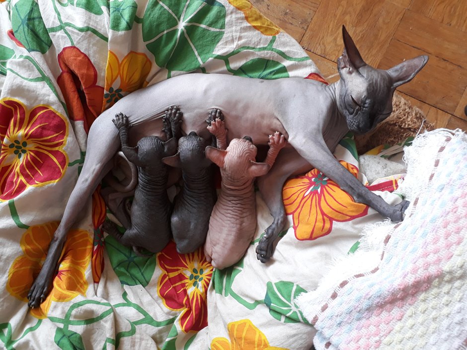 Котята сфинкса с мамой
