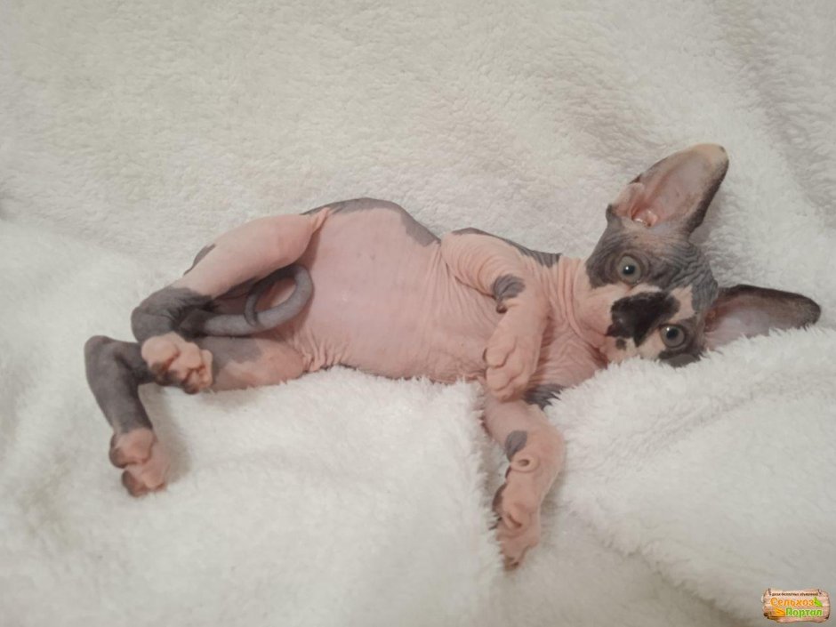 Сфинкс белый котенок