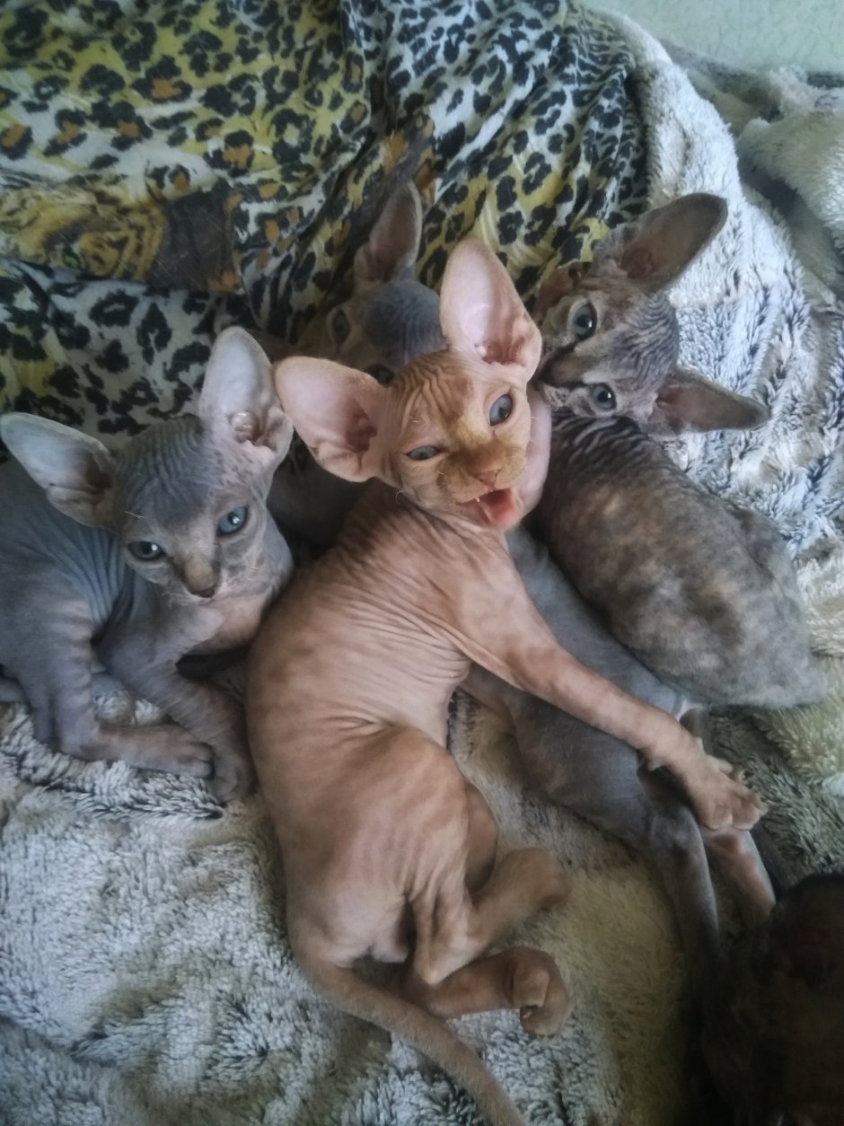 Сфинкс Донской котенок новорожденный
