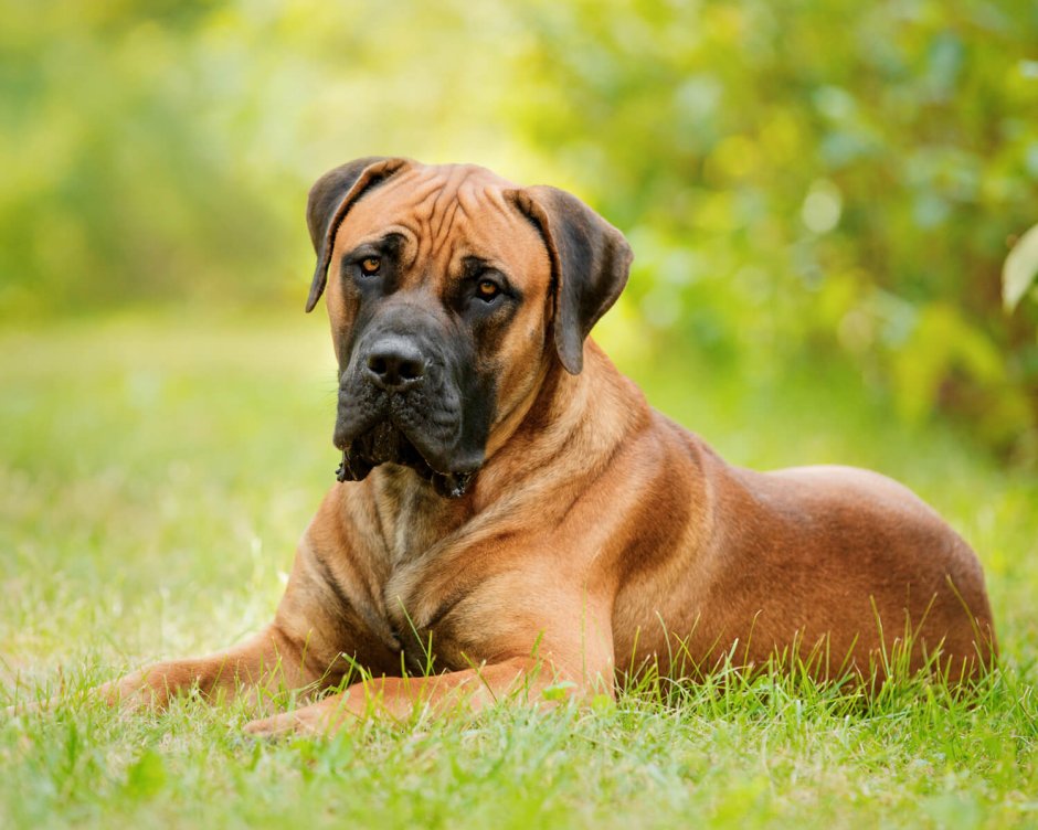 Boerboel Mix bull Terrier