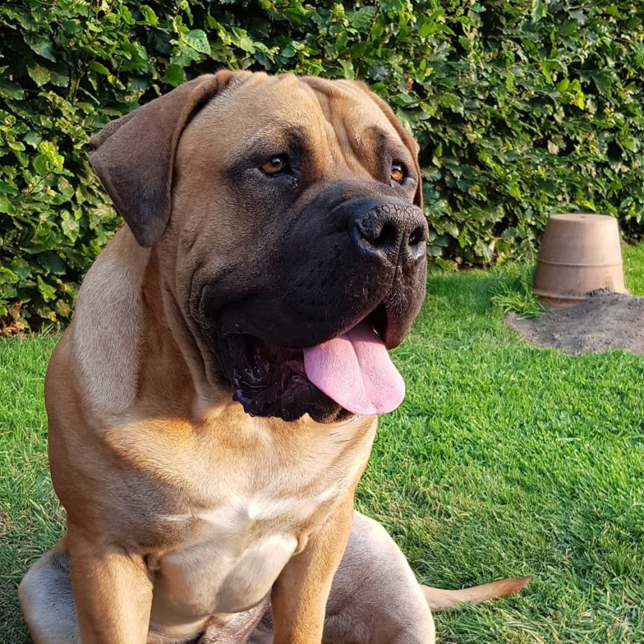Working Boerboel Piebald