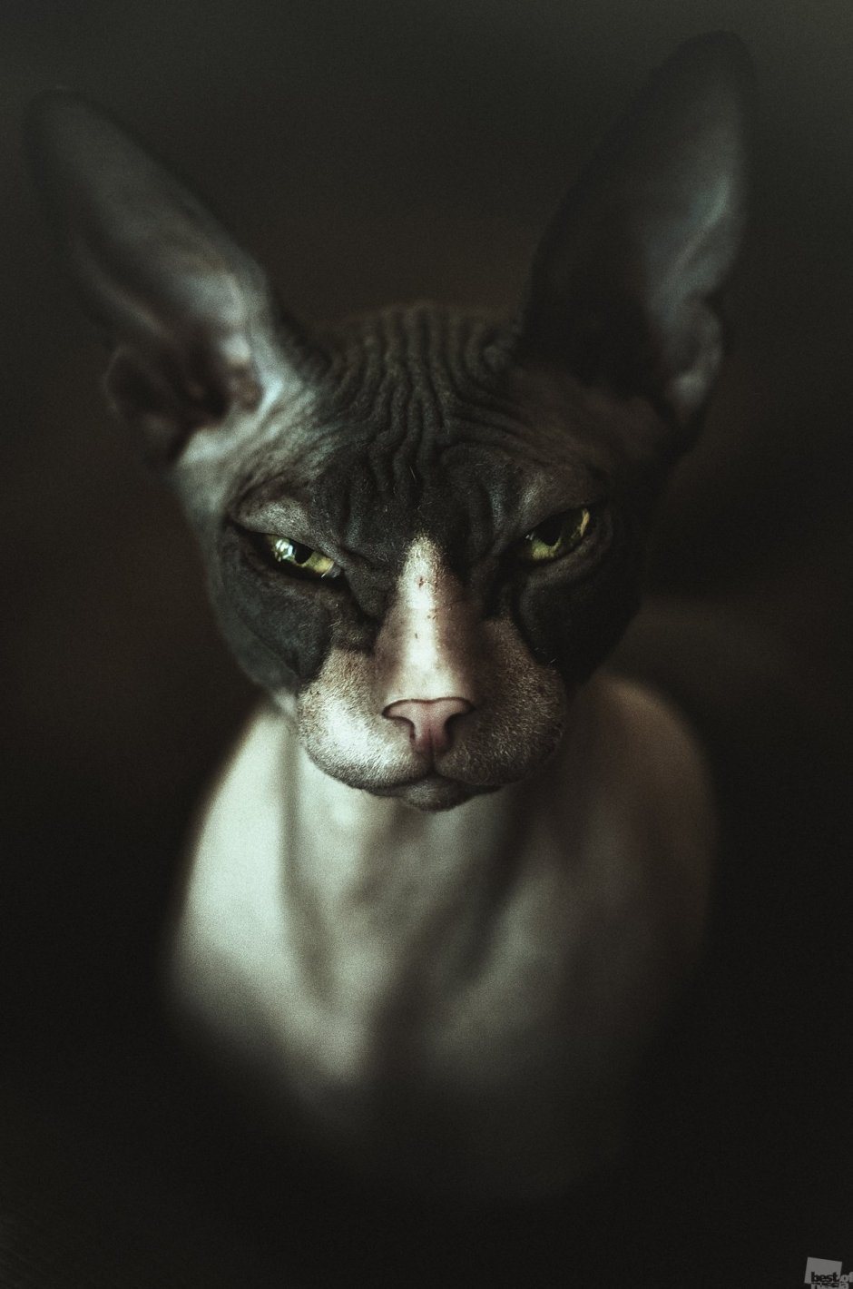 Портрет кошки сфинкса