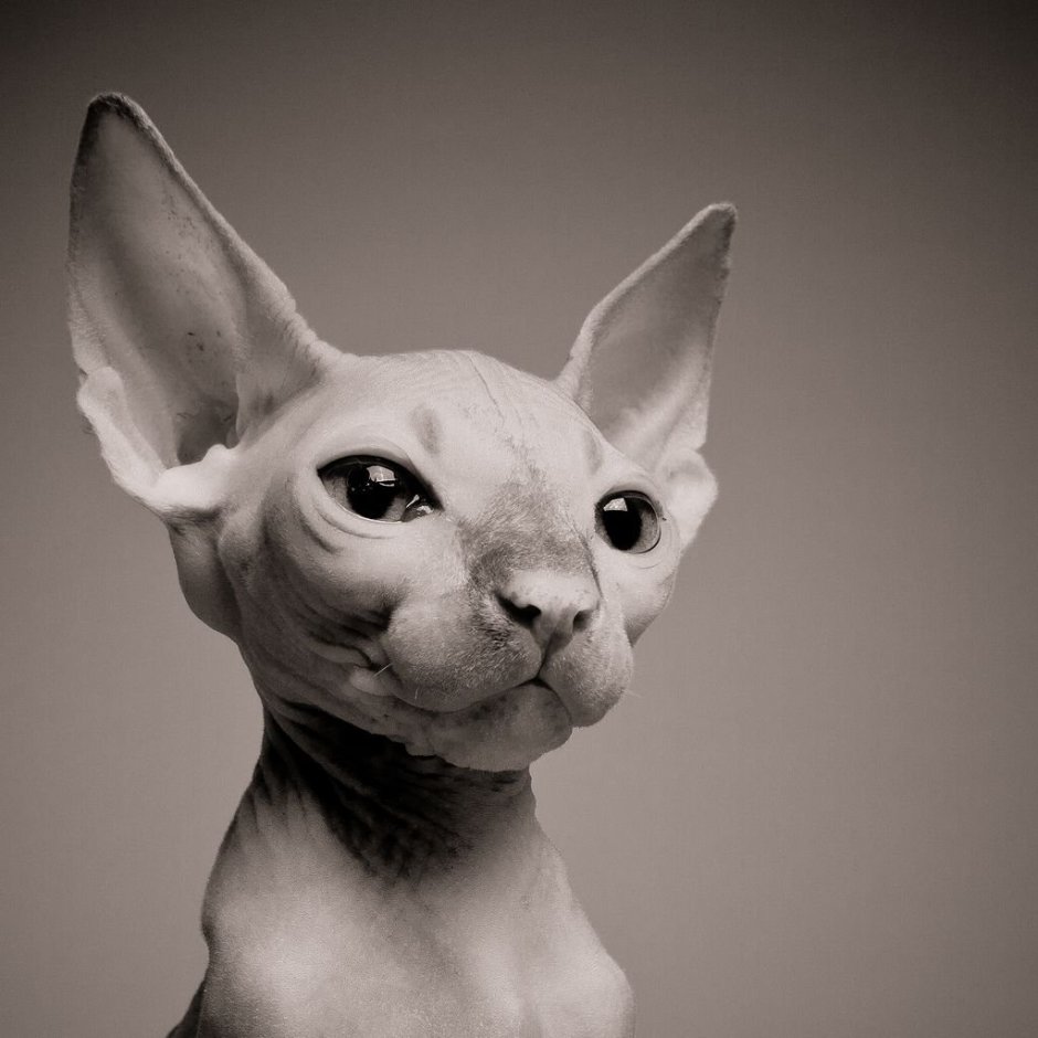 Египетский сфинкс кот