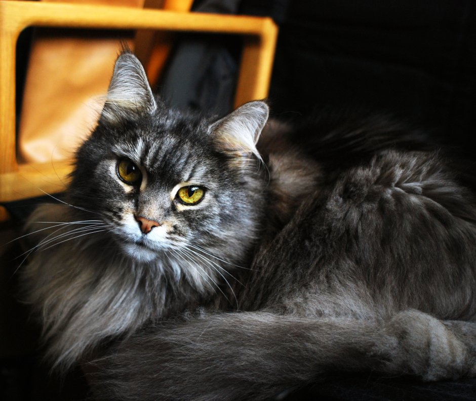 Коты Мейн куны