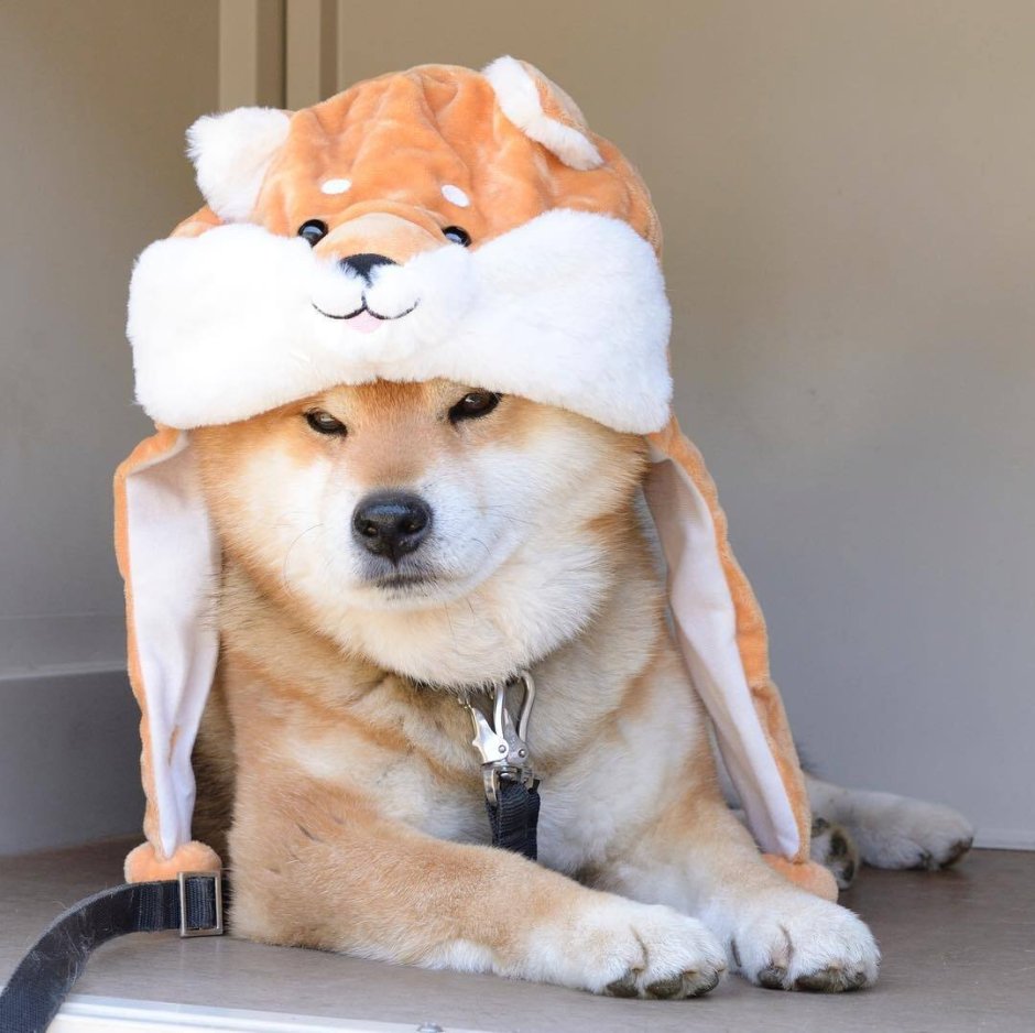Сиба ину
