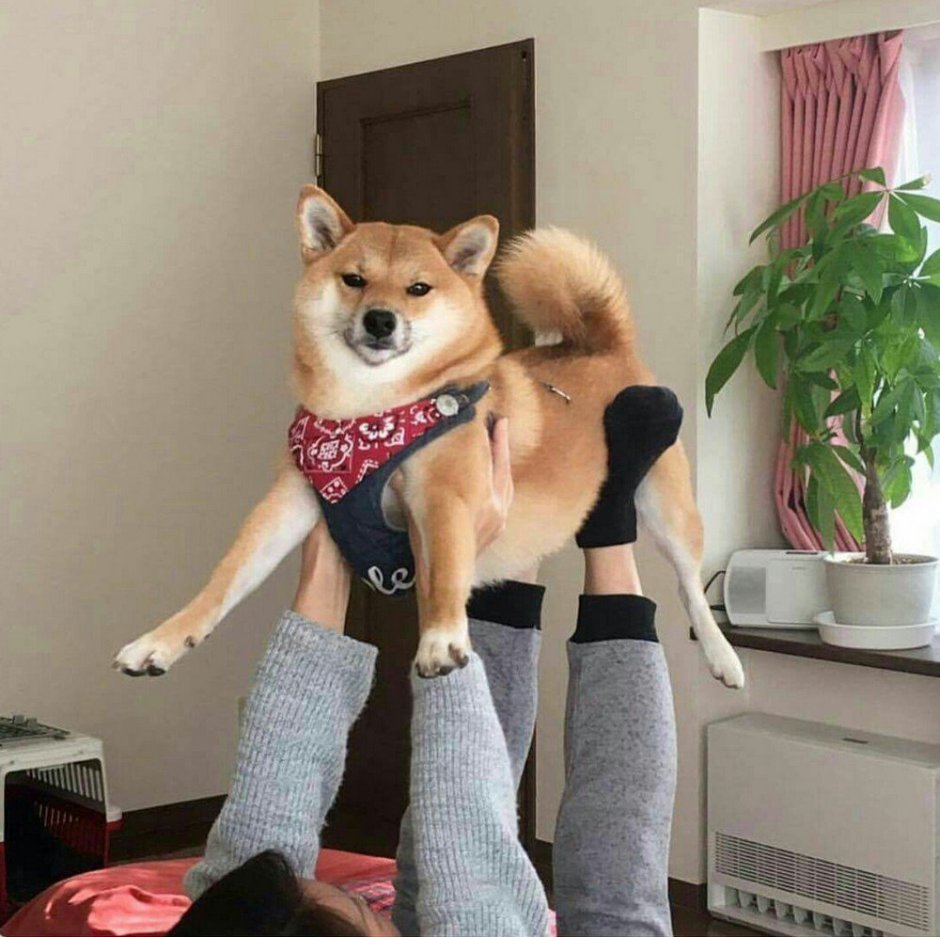 Шиба ину в шапочке