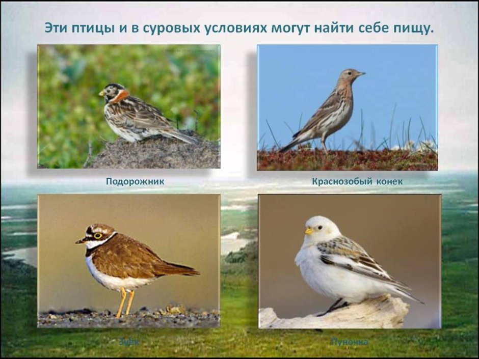 Птицы живущие в тундре