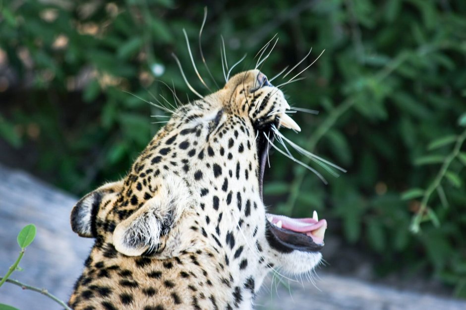 Celebrate Leopard