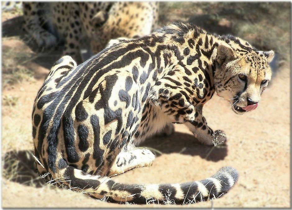 Королевский леопард