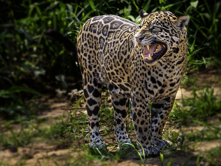 Panthera onca onca амазонский Ягуар