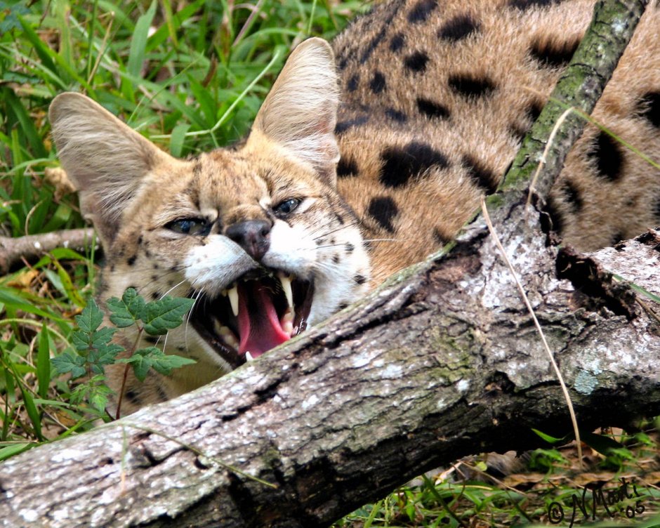 Дикая кошка сервал