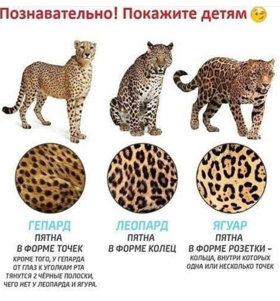 Гепард леопард Ягуар