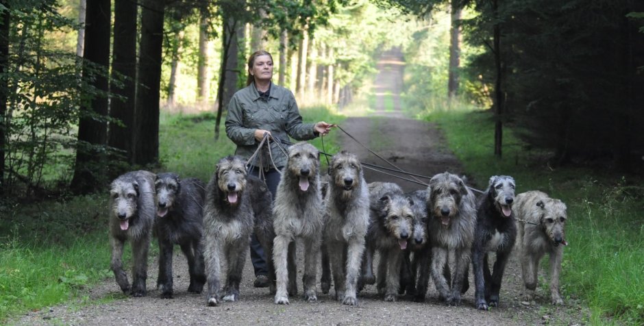 Irish Wolfhound Puppy