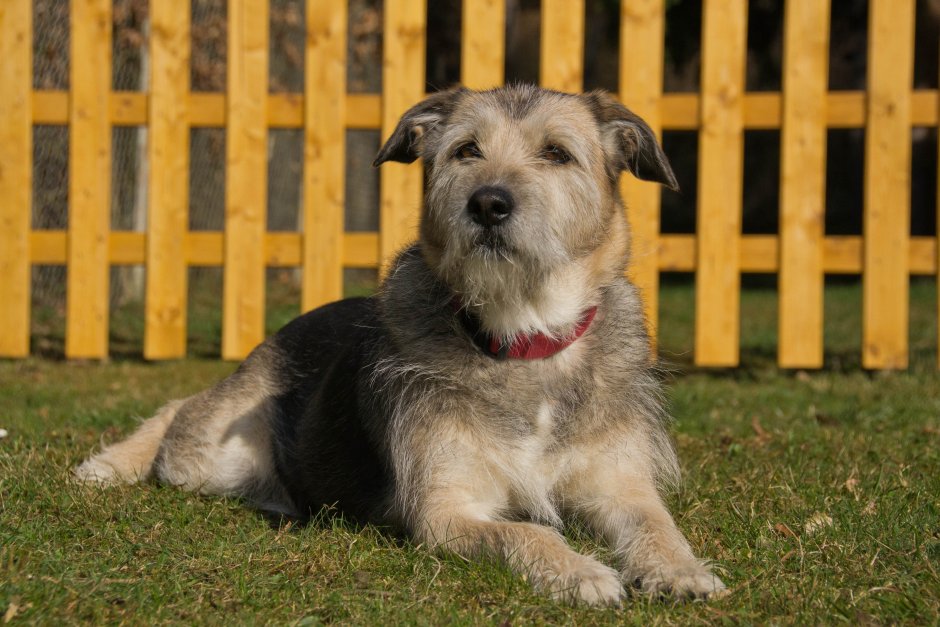 Irish Wolfhound Puppy