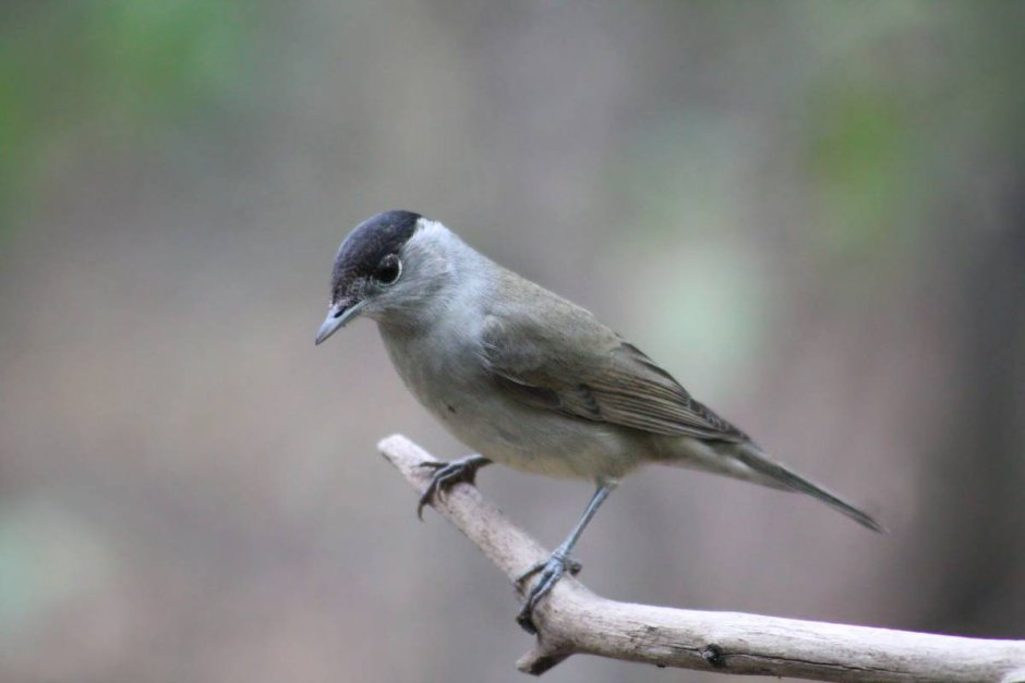Sylvia atricapilla